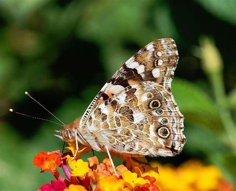 mariposa vanessa